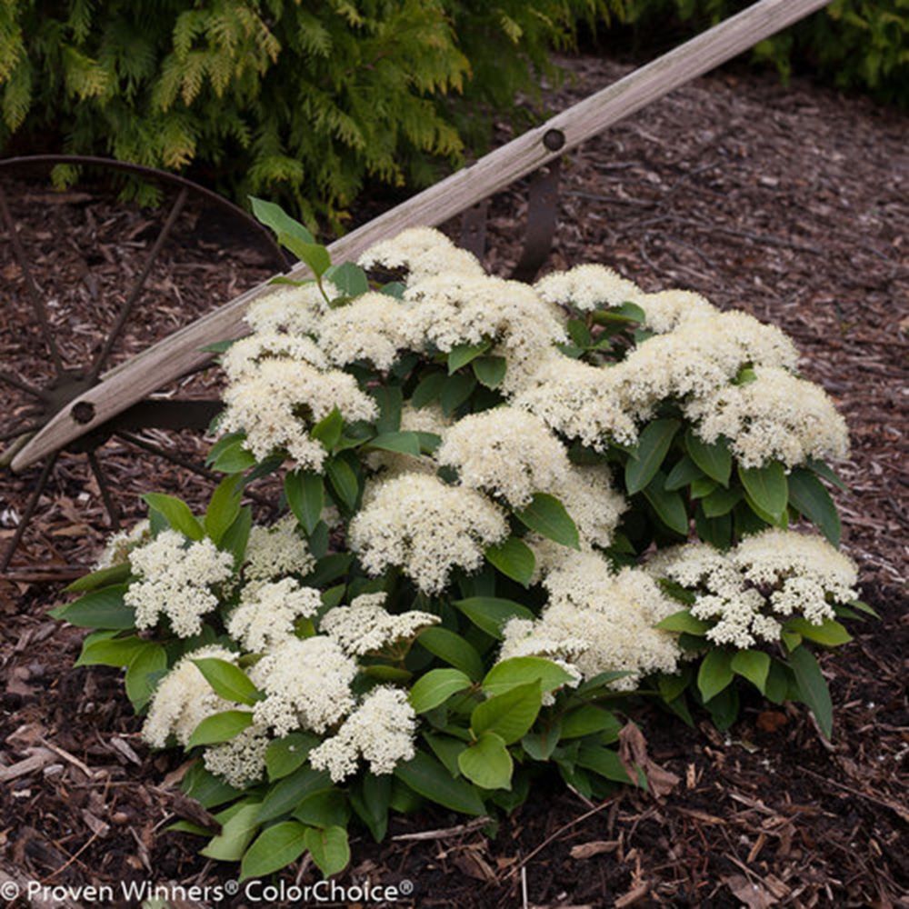VIBURNUM &