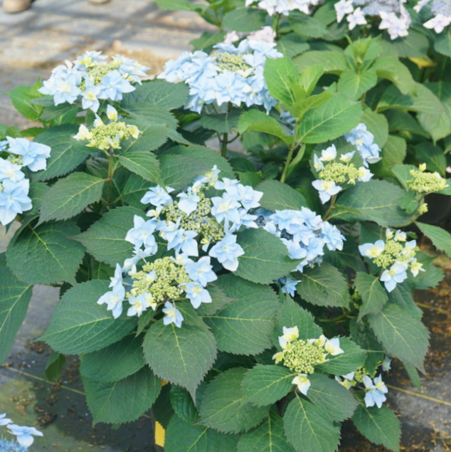 HYDRANGEA, SERRATA &