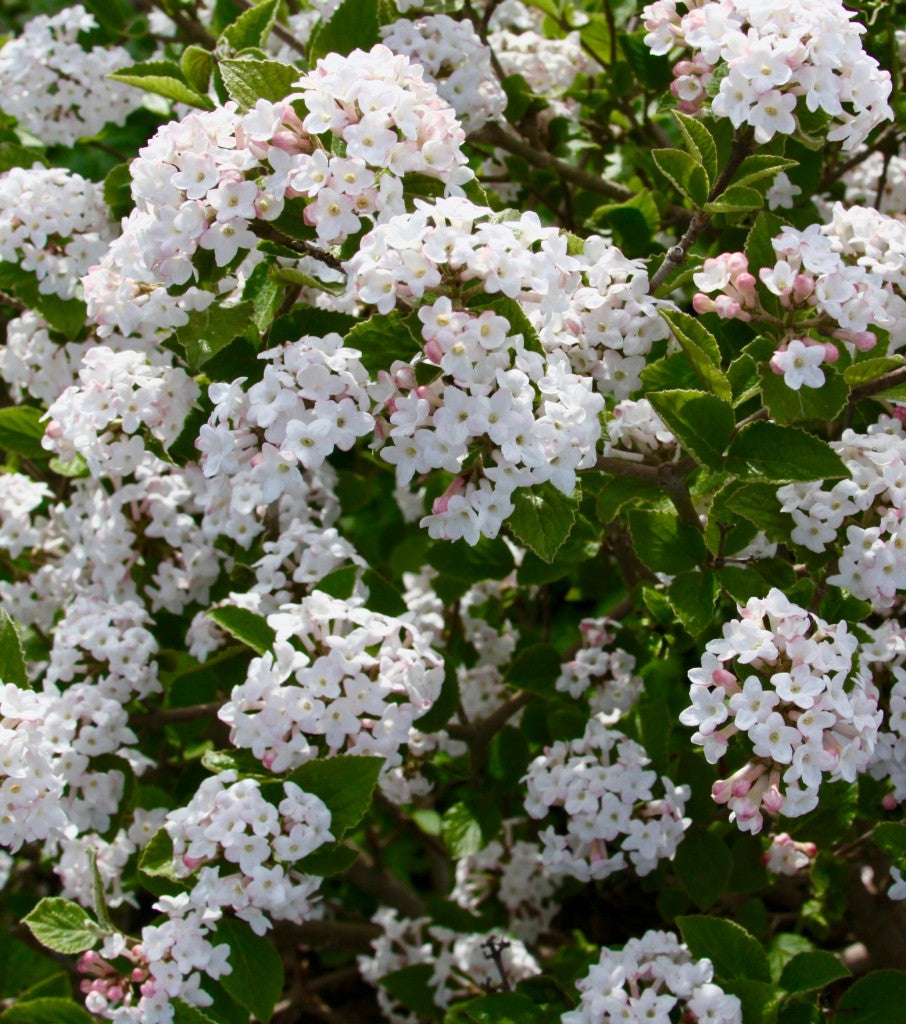 VIBURNUM &