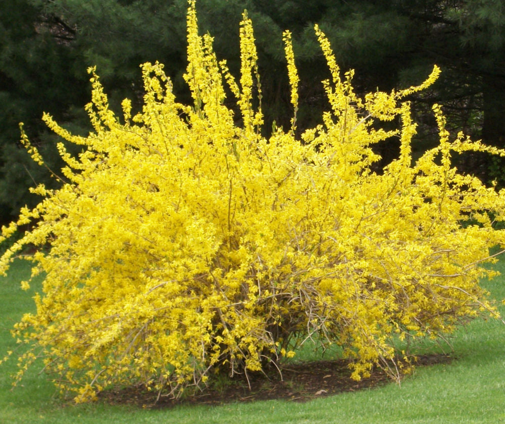 FORSYTHIA  &