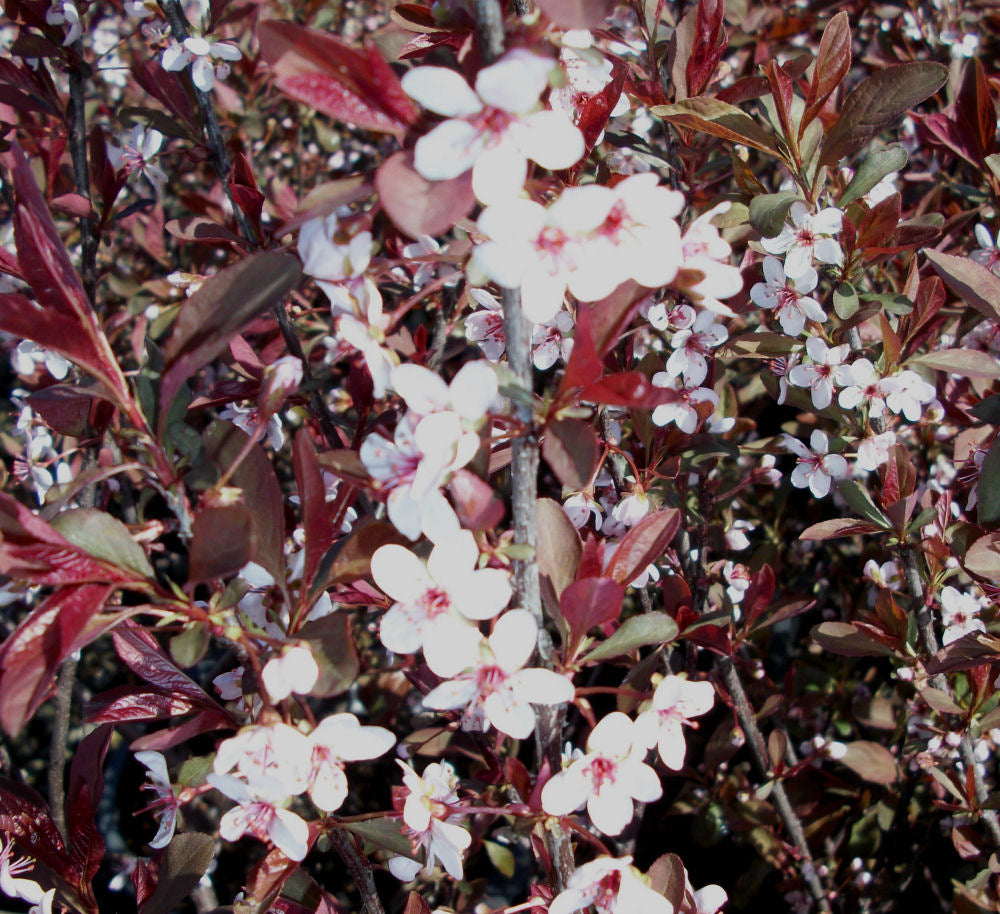 PRUNUS CISTENA  - 3 gallon (Purple Leaf Sand Cherry)