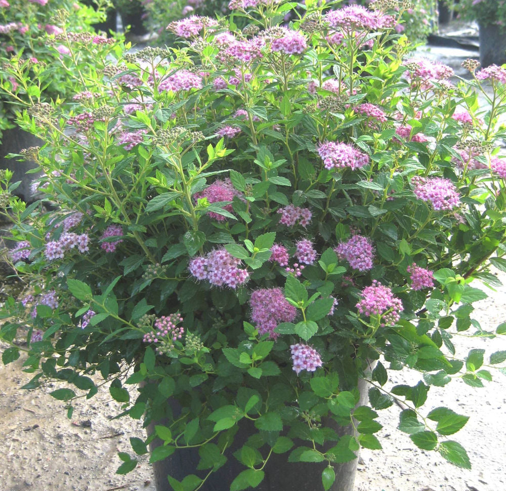 SPIRAEA &