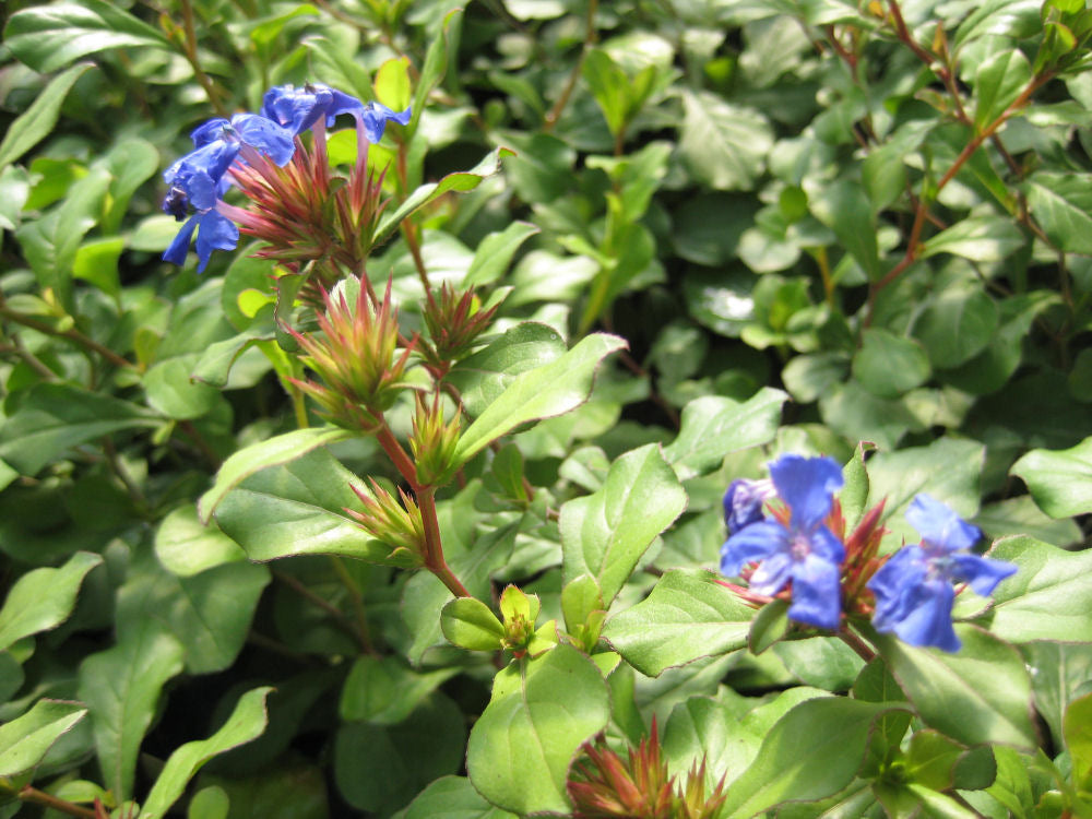 CERATOSTIGMA PLUMBAGINOIDES  - 1 gallon (Dwarf Plumbago)