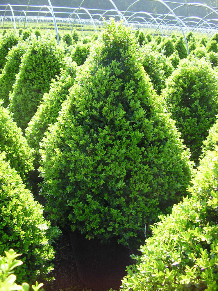 BUXUS &