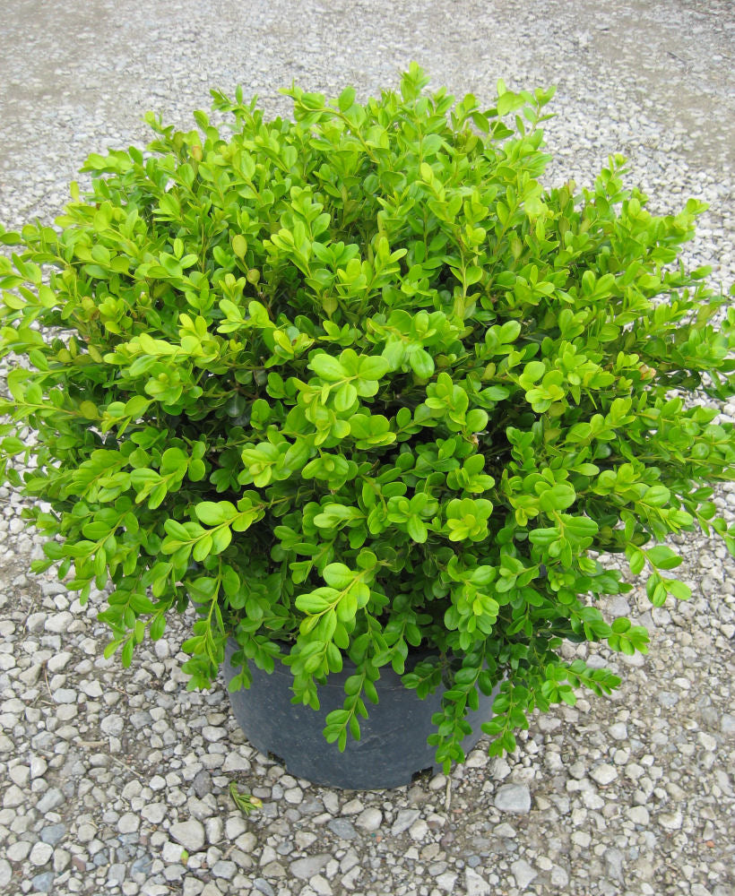 BUXUS  &