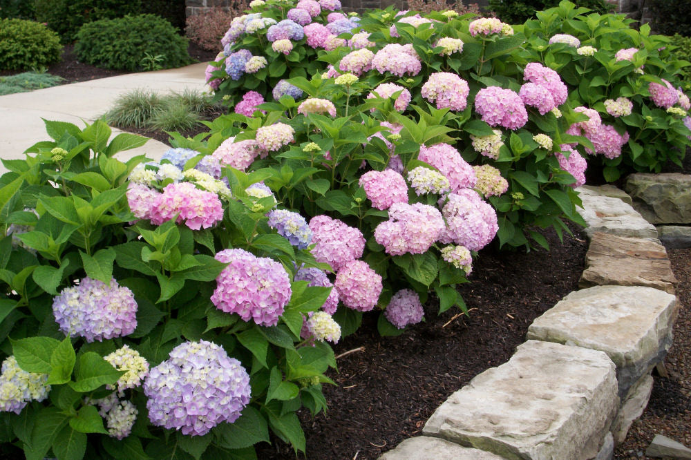 HYDRANGEA, MACROPHYLLA &