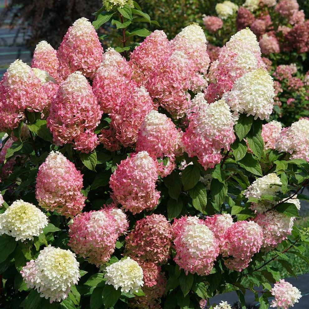 HYDRANGEA, PANICULATA &