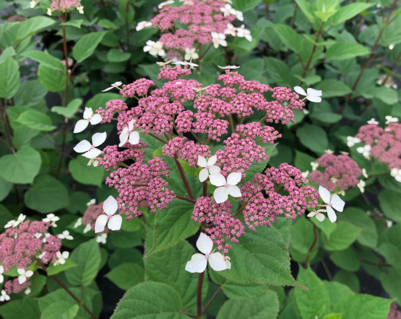 HYDRANGEA, ARBORESCENS &