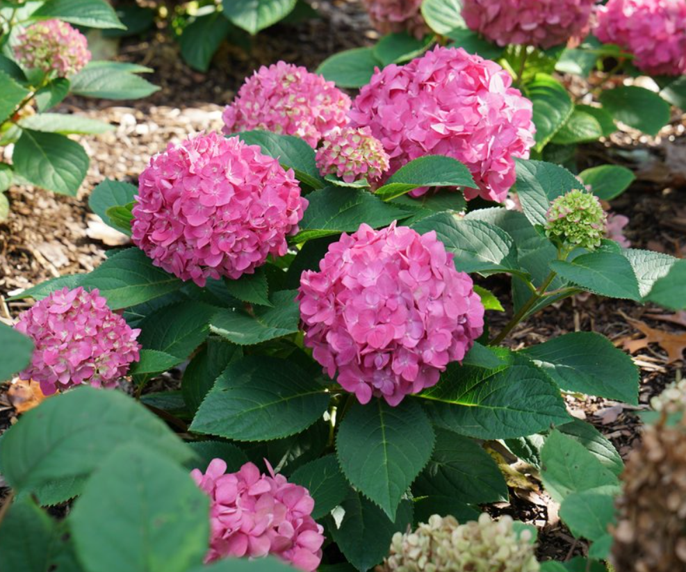 HYDRANGEA, MACROPHYLLA &