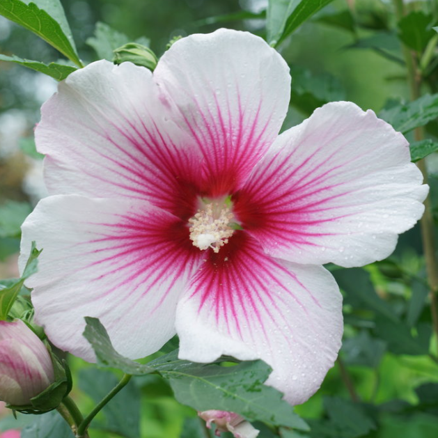 HIBISCUS &