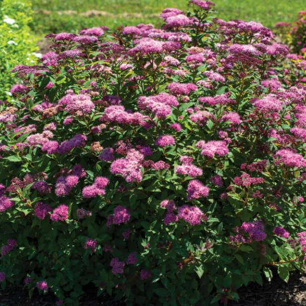 SPIRAEA &