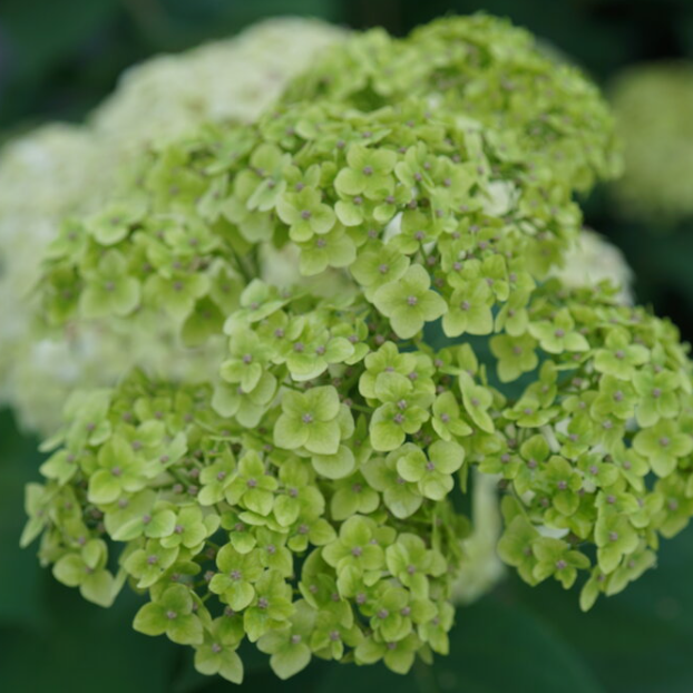 HYDRANGEA, ARBORESCENS &