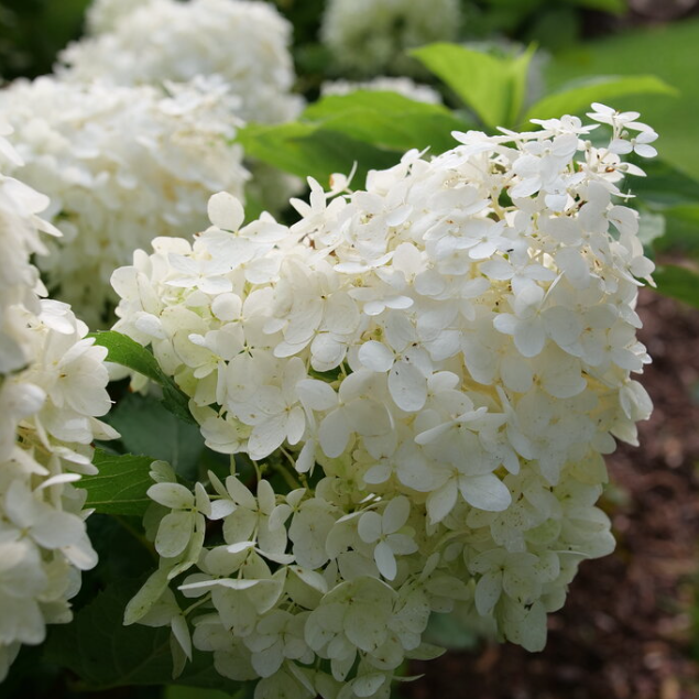 HYDRANGEA, PANICULATA &