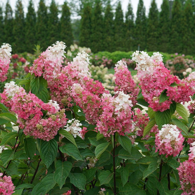 HYDRANGEA, PANICULATA &