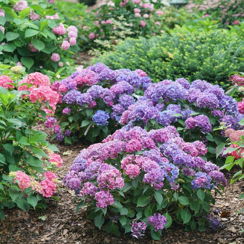 HYDRANGEA, MACROPHYLLA &