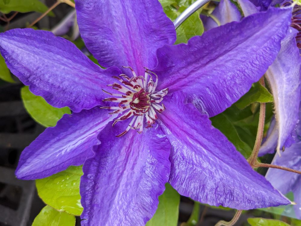 CLEMATIS &