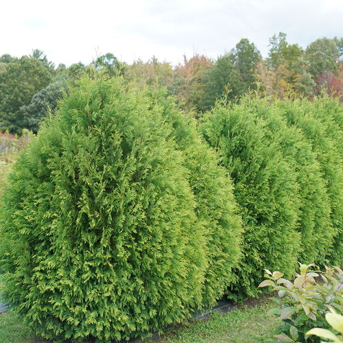 THUJA &