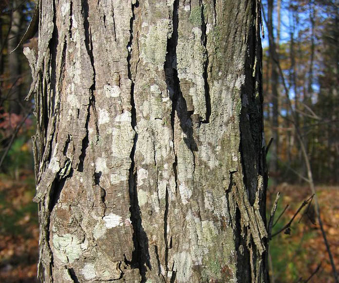Shagbark Hickory (Carya ovata) - 5 gallon 5&