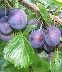 Stanley European Plum (Prunus domestica &