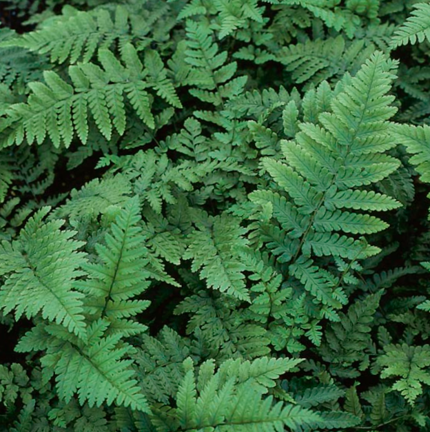 Eastern Wood Fern (Dryopteris &