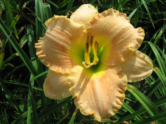 Elegant Candy Daylily (Hemerocallis T.A.N. &