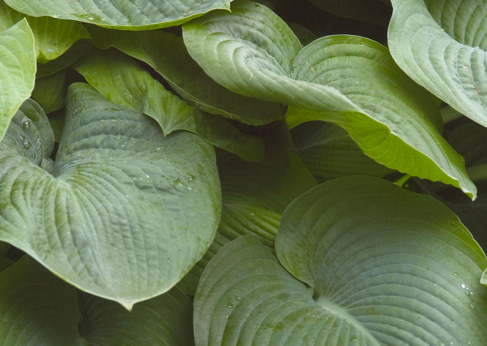 Elegans Plantain Lily (Hosta sieboldiana &