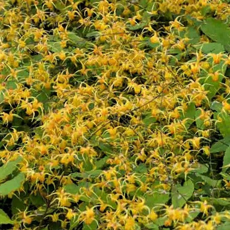 Epimedium Amber Queen Barrenwort (Epimedium amber &