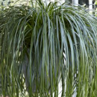 Ribbon Falls Sedge (Carex &