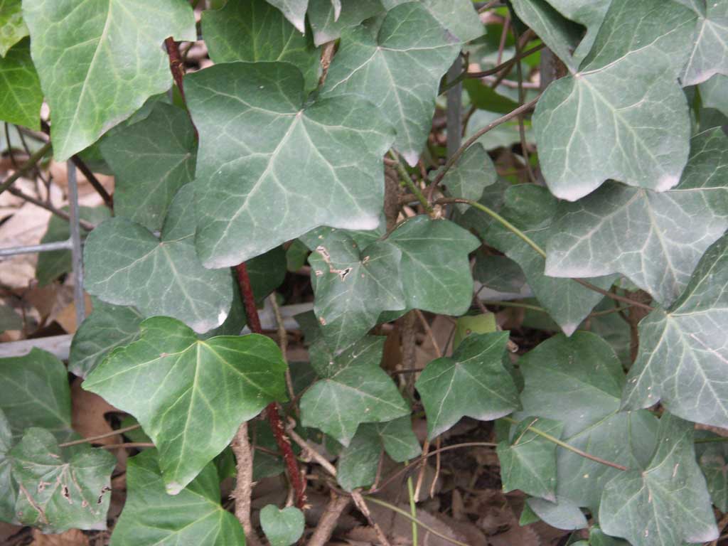 English Ivy (Hedera helix &