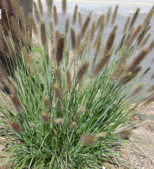 Cayenne™ Fountain Grass (Pennisetum &