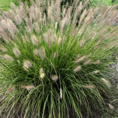 Praline™ Fountain Grass (Pennisetum &