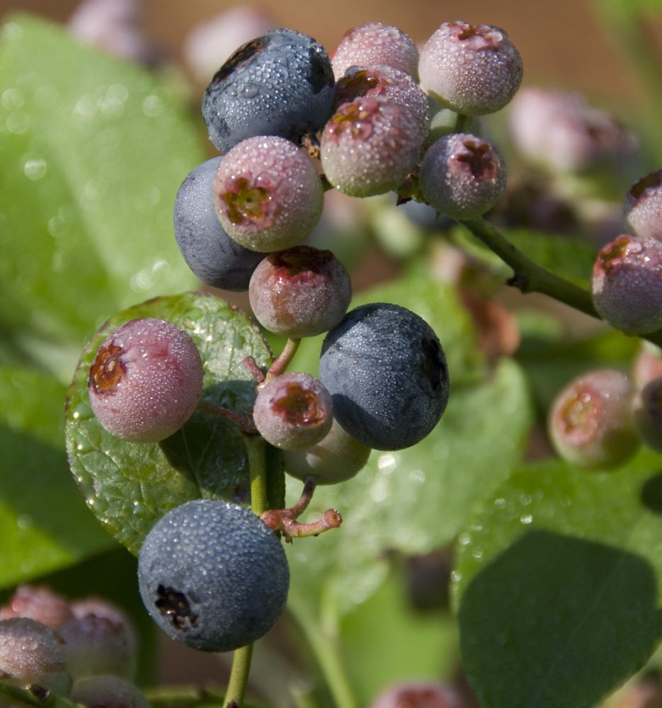 Patriot Highbush Blueberry (Vaccinium patriot &