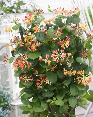 CORAL STAR™ HONEYSUCKLE (Lonicera x &