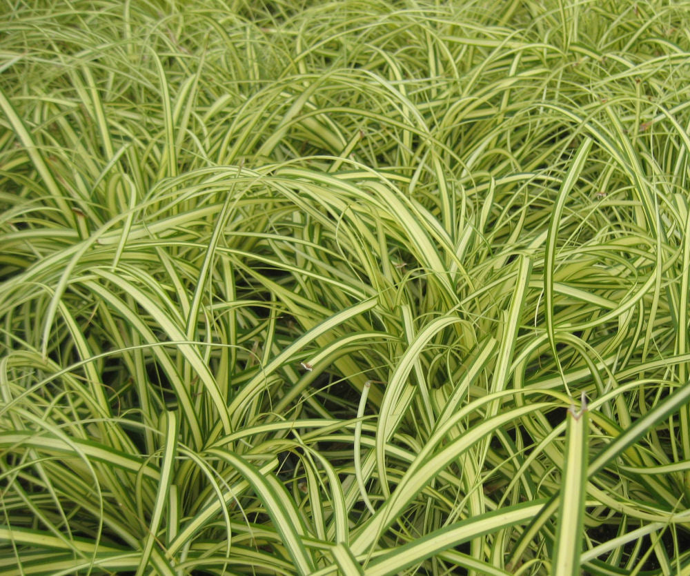 Evergold Sedge (Carex oshimenski &