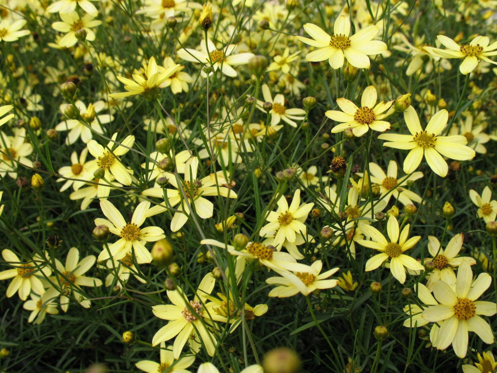 Moonbeam Tickseed (Coreopsis verticillata &
