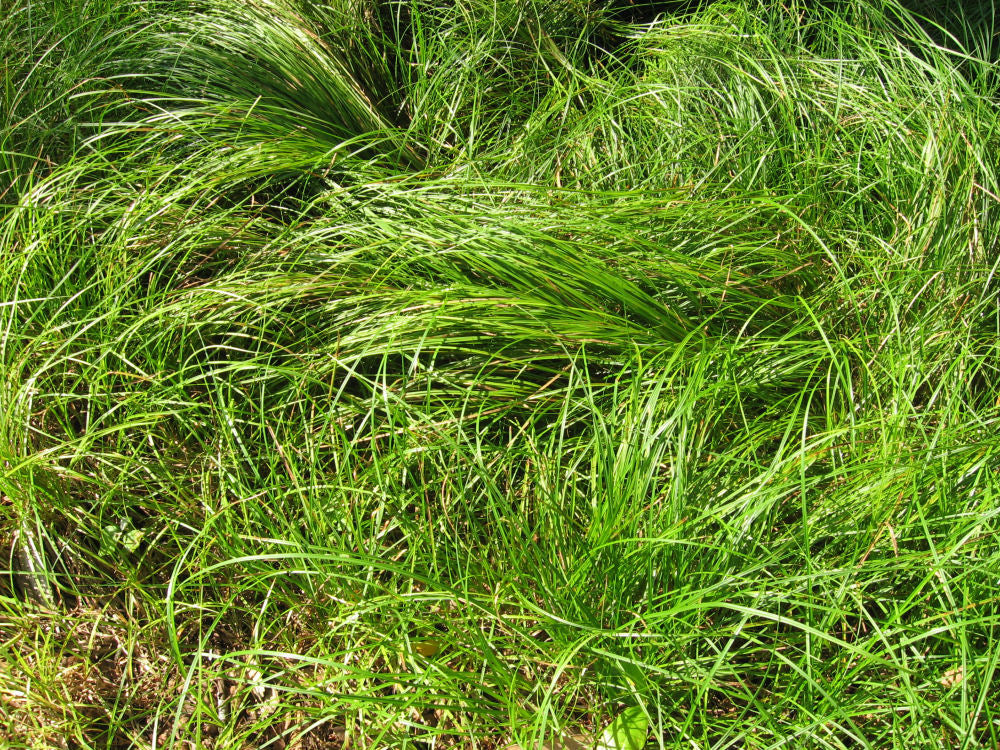 Pennsylvania Sedge (Carex pensylvanica &