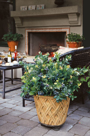 Peach Sorbet® Blueberry (Vaccinium x &