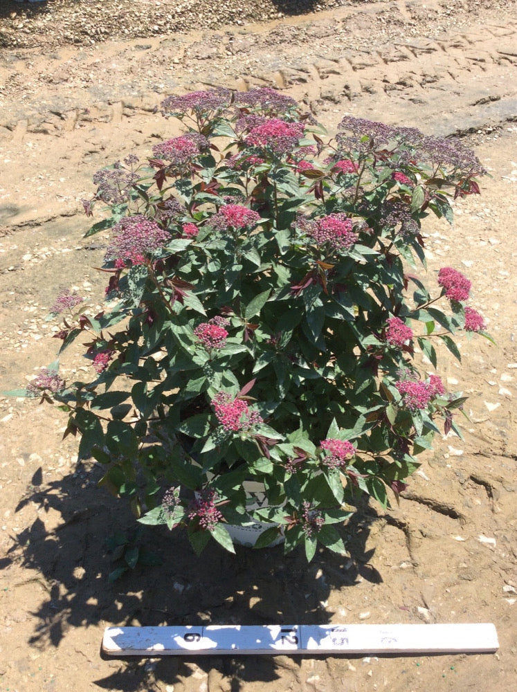 Double Play® Red Spirea (Spiraea JAP &