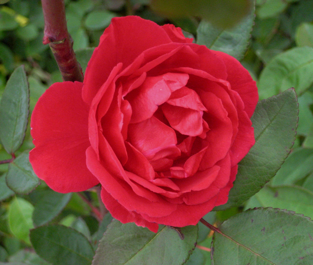 Blaze Climbing Rose (Rosa CL &