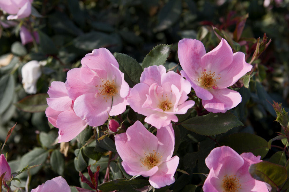 Blushing Knock Out® Rose (Rosa K.O &