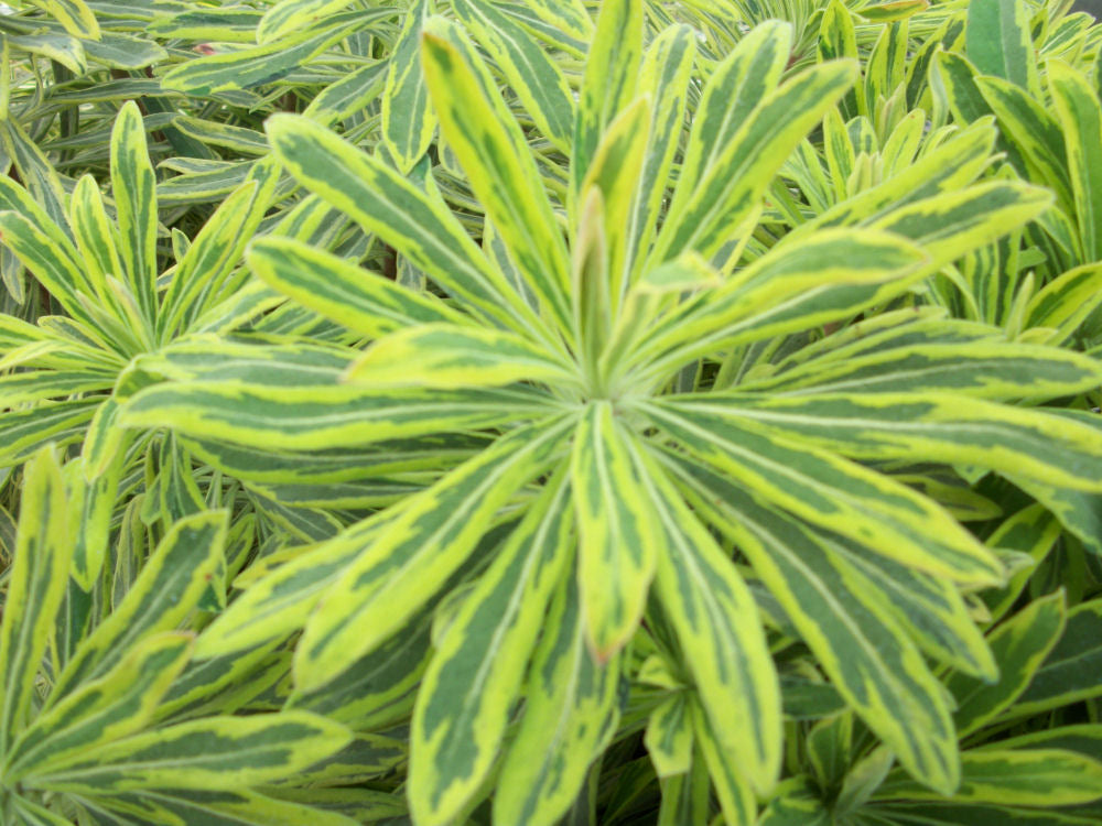 Ascot Rainbow Cushion Spurge (Euphorbia x martinii &