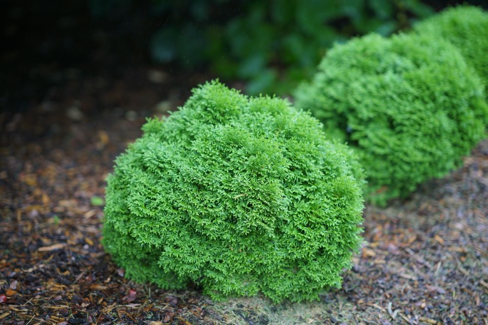 Tater Tot® Arbovitae (Thuja occidentalis &