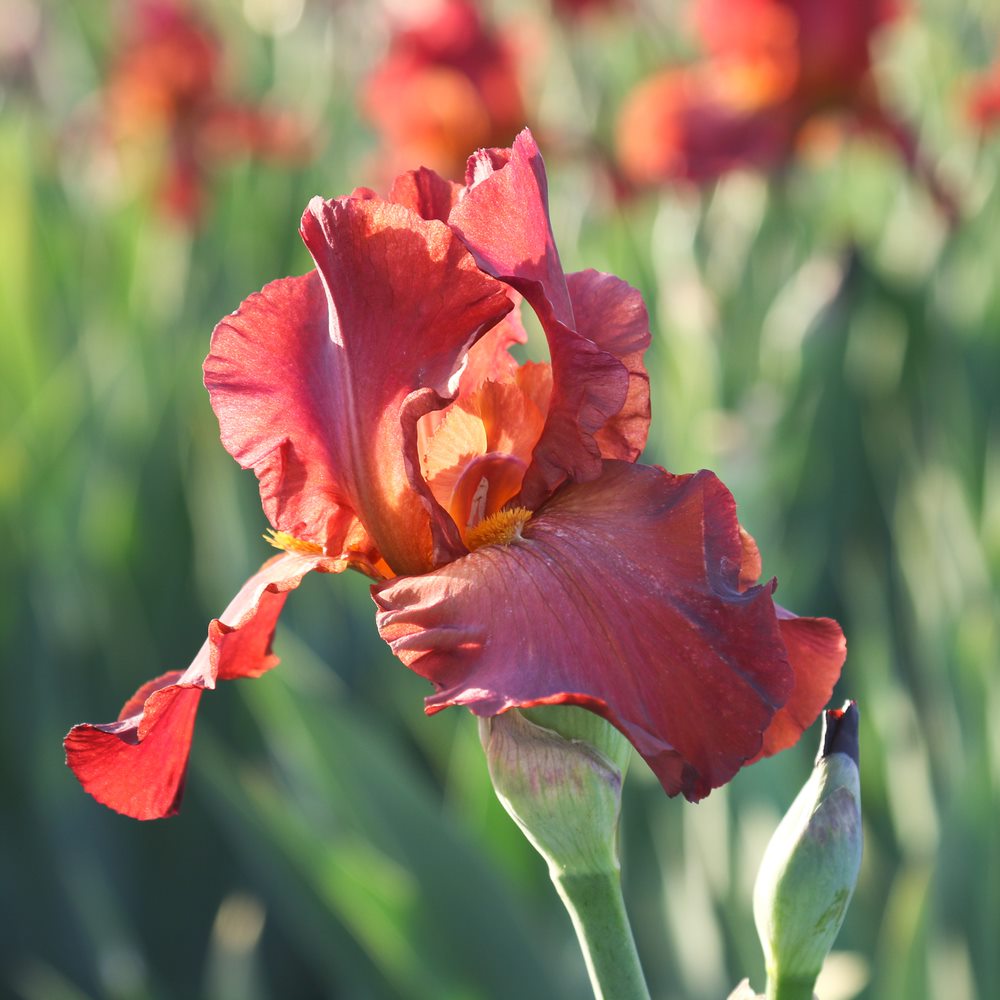 Iris My Friend Jonathan (Iris germanica &