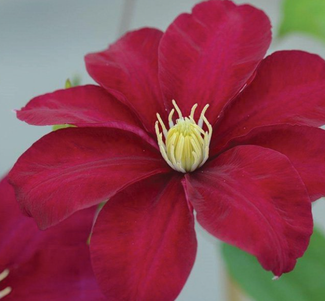 Issey™ Clematis (Clematis issey) - 1 gallon