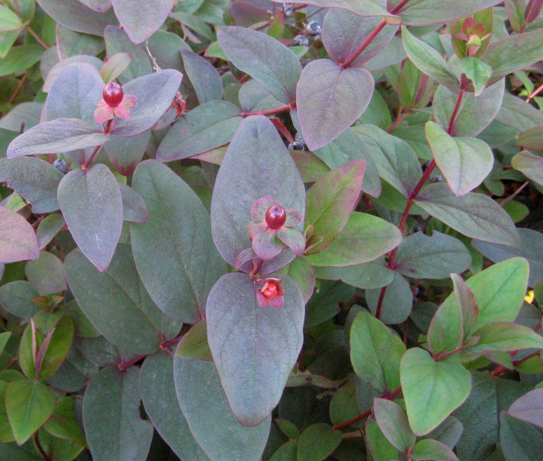 Albury Purple St. Johnswort (Hypericum x inodorum &