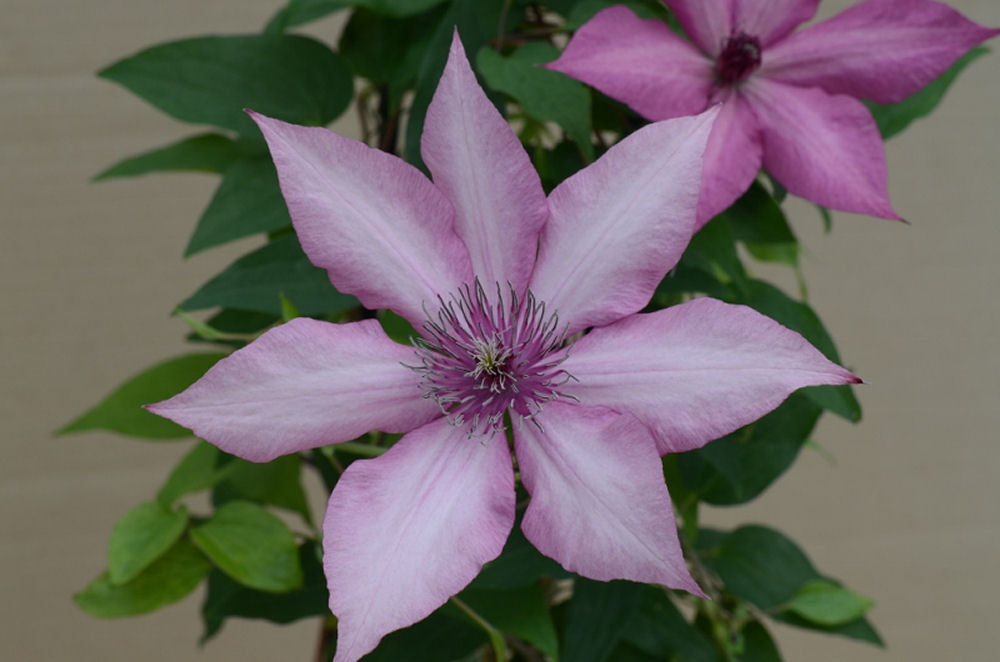 Giselle™ Clematis (Clematis giselle) - 1 gallon