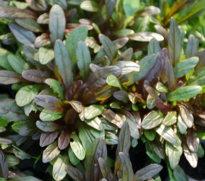Chocolate Chip Bugleweed (Ajuga reptans &