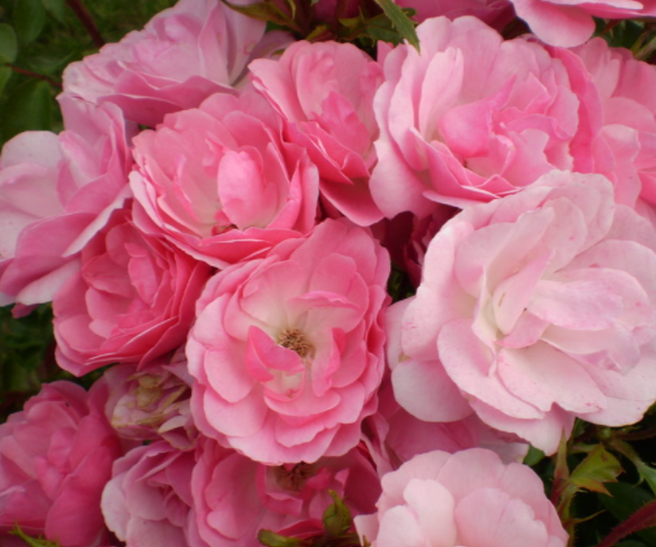 Pinktopia Rose (Rosa E.E &