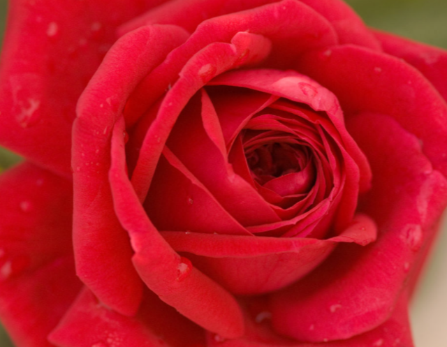 Kashmir Rose (Rosa E.E &