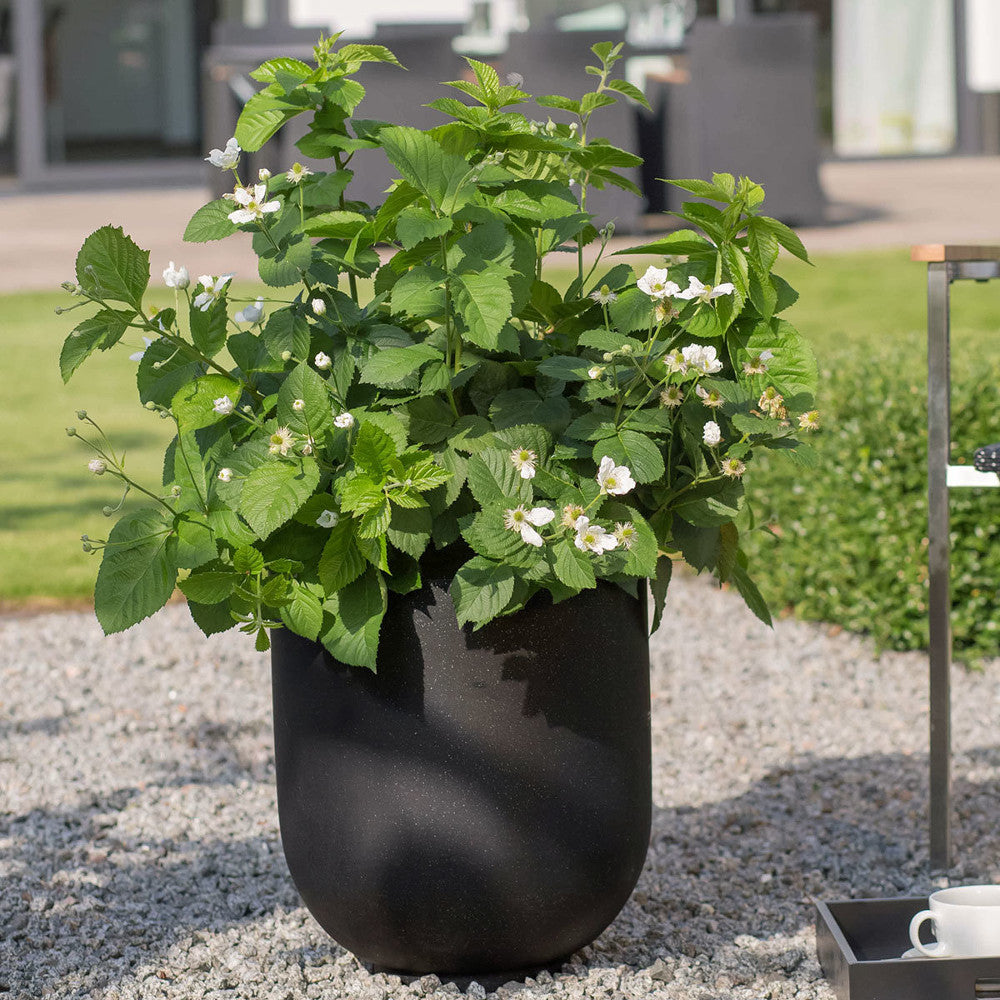 Baby Cakes® Blackberry (Rubus baby &